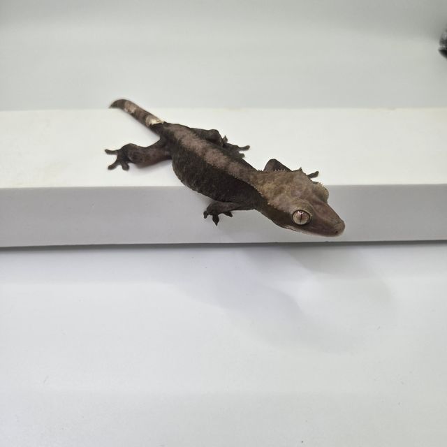아잔틱