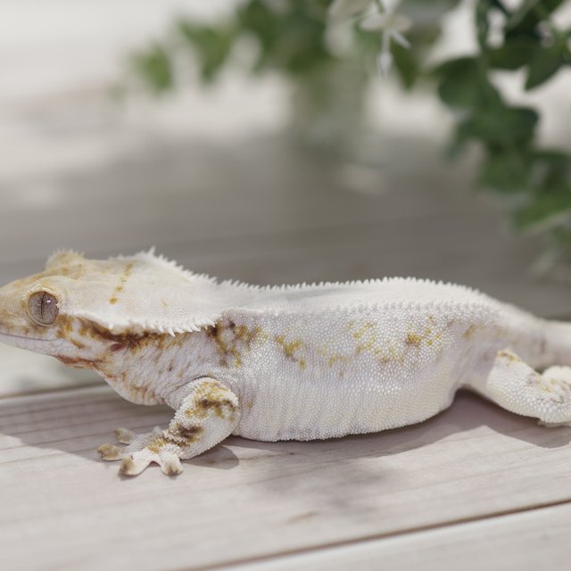 릴리화이트 솔리드백