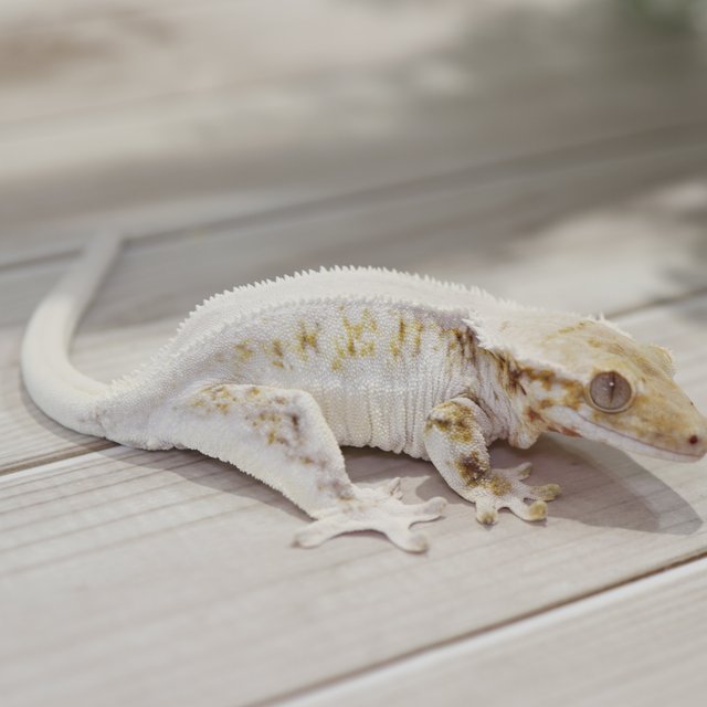 릴리화이트 솔리드백