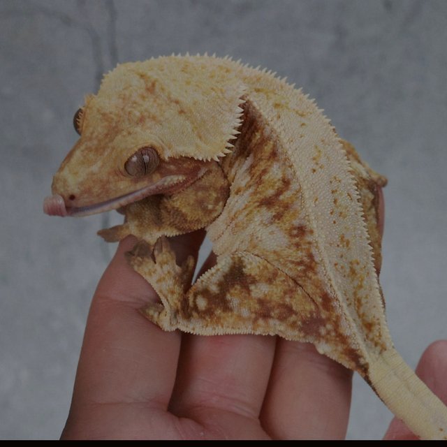 화이트핀 트라이