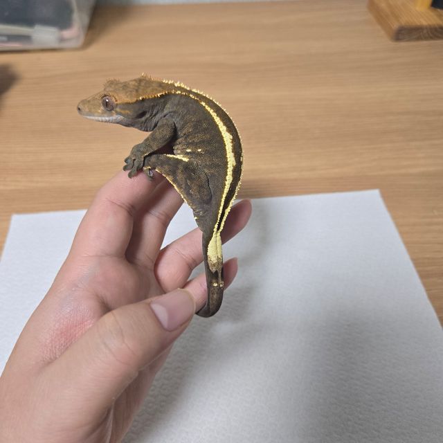 카푸치노
