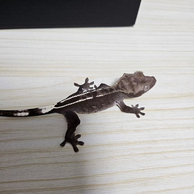 아잔틱