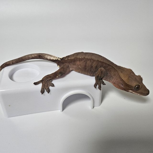 세이블
