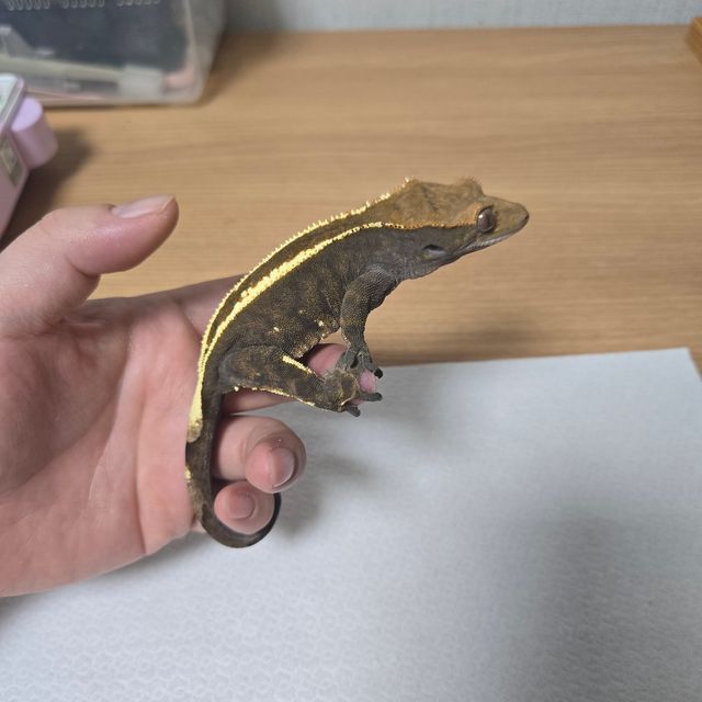 카푸치노