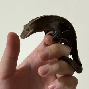 김푸로
