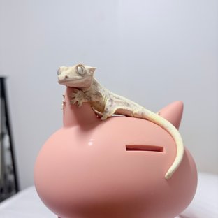 김푸루