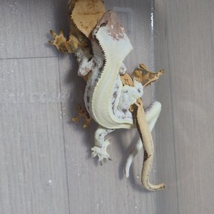 토르