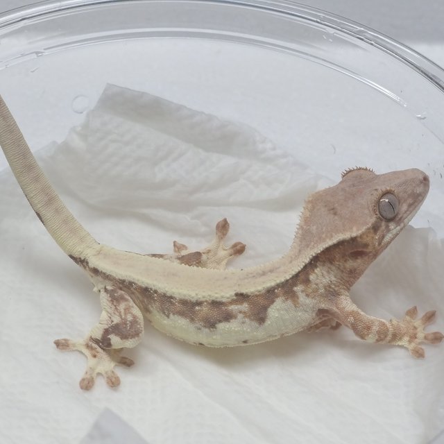 릴리 세이블 100%헷아잔틱