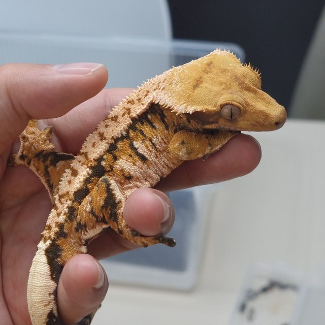 트라이 익스트림할리퀸