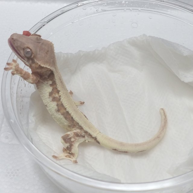 릴리 세이블 100%헷아잔틱