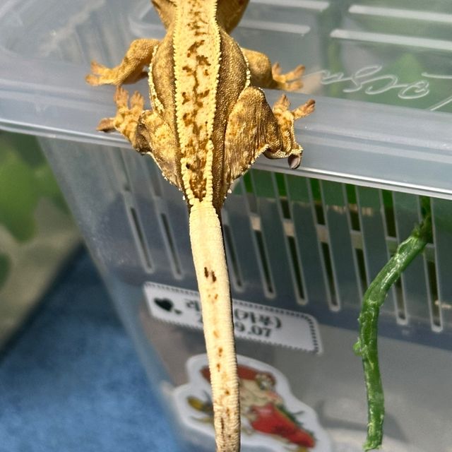 크림시클