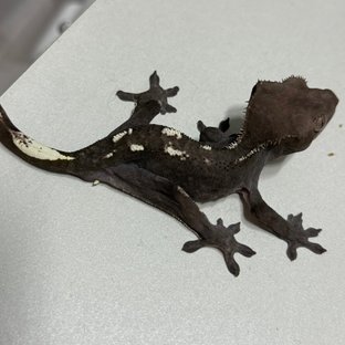 아잔틱