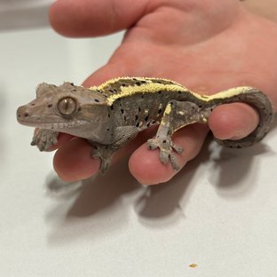 카푸치노 달마시안