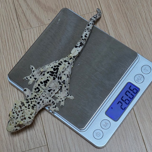 슈퍼달마시안 달마시안