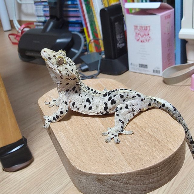 슈퍼달마시안 달마시안