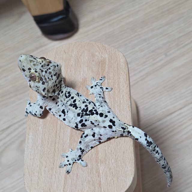 슈퍼달마시안 달마시안