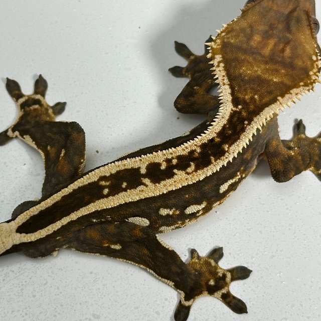 엠티백 풀핀 슈퍼스트라이프