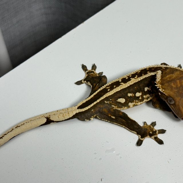 엠티백 풀핀 슈퍼스트라이프