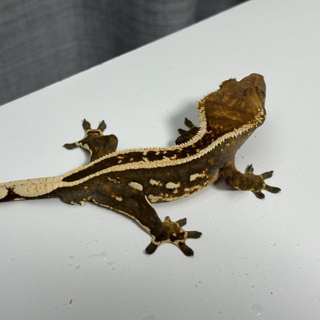 엠티백 풀핀 슈퍼스트라이프