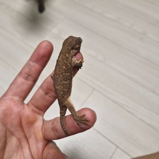 멜라니스틱
