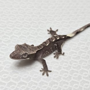 아잔틱