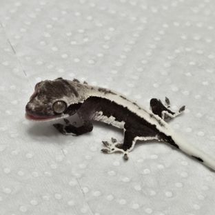 릴잔틱