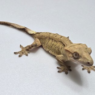 벅스킨 옐로우 팬텀