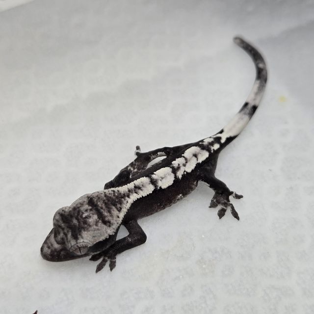 아잔틱