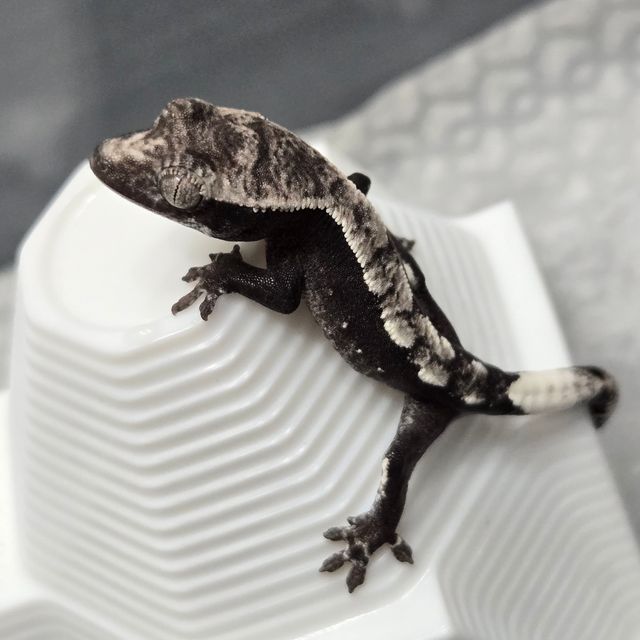 아잔틱