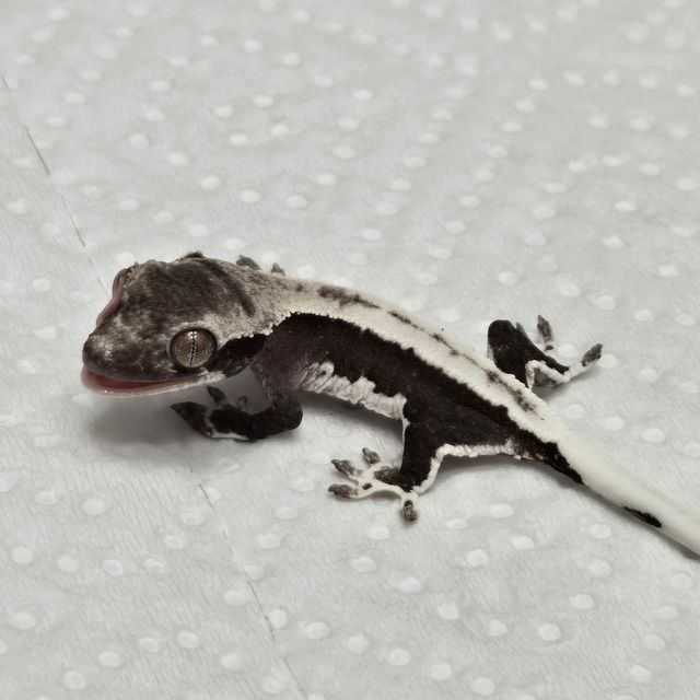릴잔틱