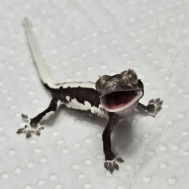 릴잔틱