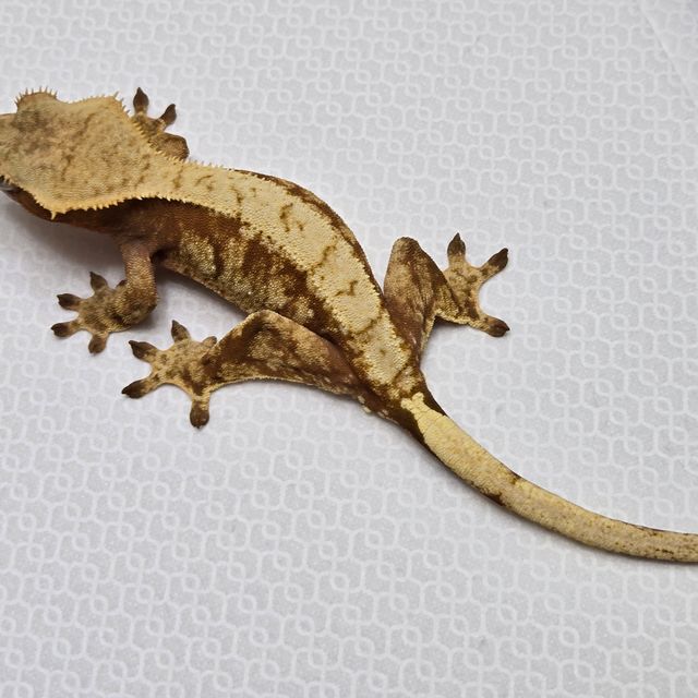 레드 트라이 익스트림할리퀸