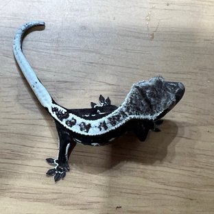 아잔틱