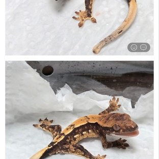 100%헷아잔틱
