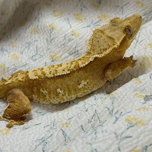 크림 크림시클 100%헷아잔틱 화이트포트홀