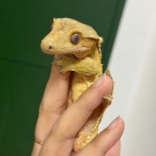 크림시클