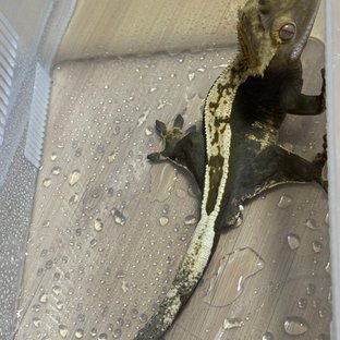 노멀 100%헷아잔틱 다크