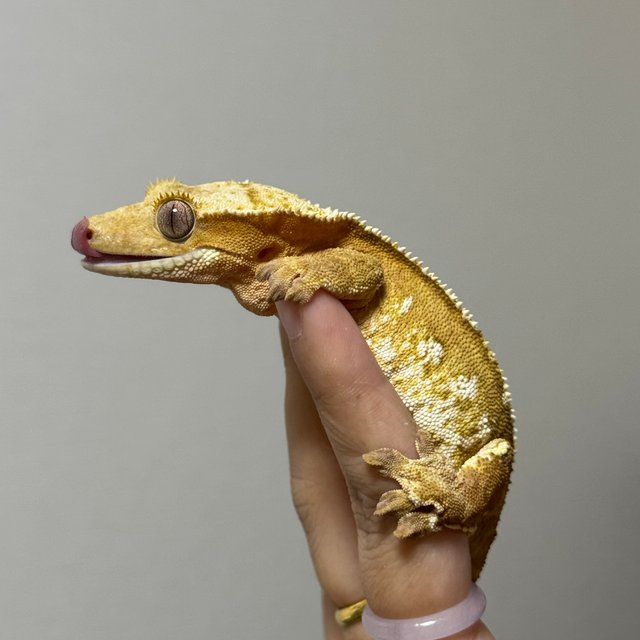 크림 크림시클 100%헷아잔틱 화이트포트홀