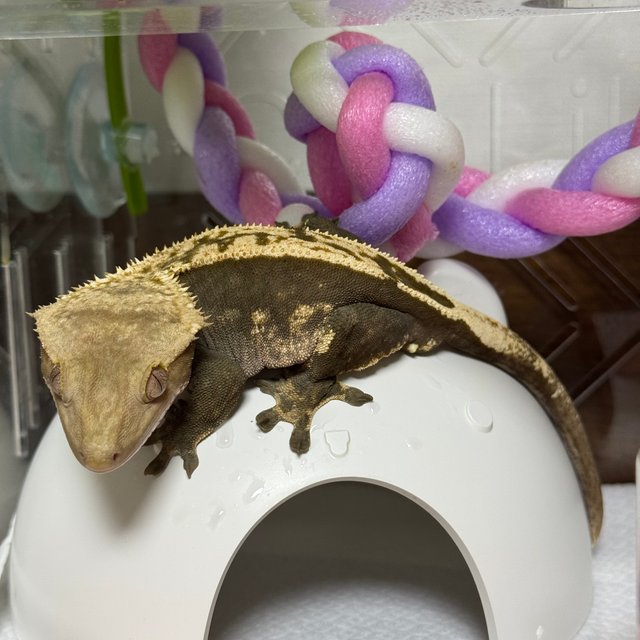 노멀 100%헷아잔틱 다크