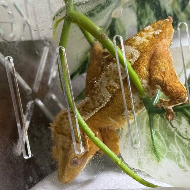 크림 크림시클 100%헷아잔틱 화이트포트홀