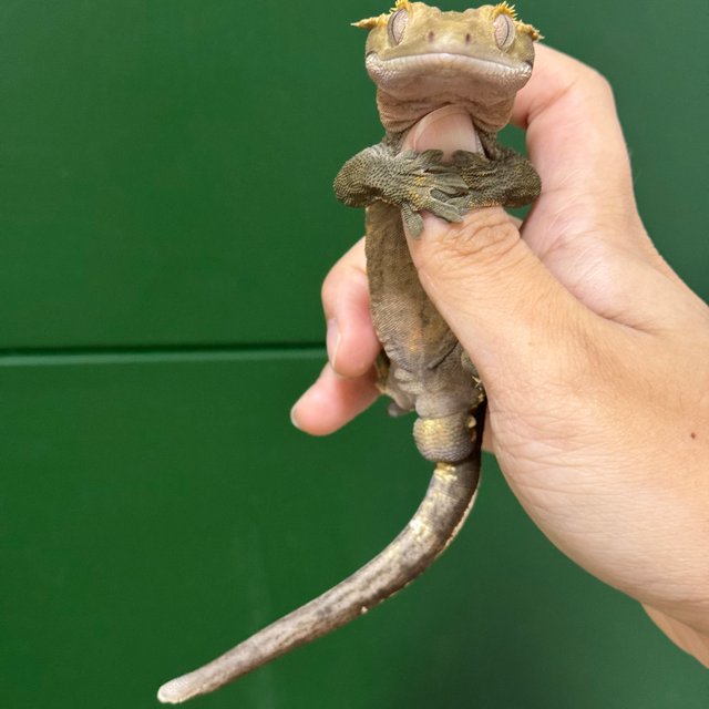 노멀 100%헷아잔틱 다크