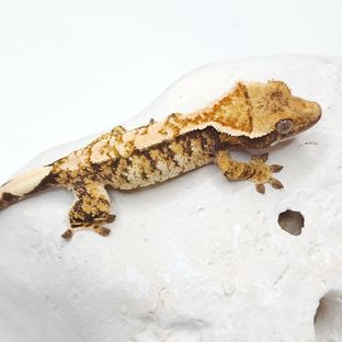 트라이 익스트림할리퀸 바브