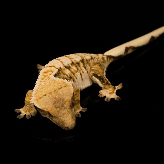 트라이 익스트림할리퀸