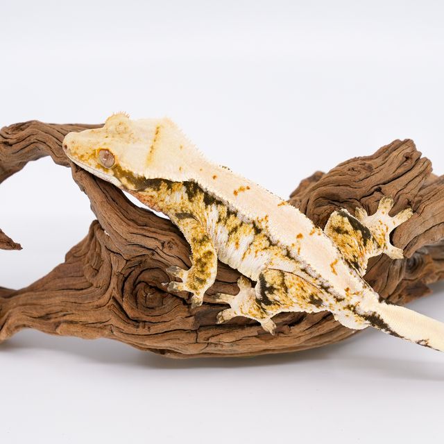 트라이 익스트림할리퀸