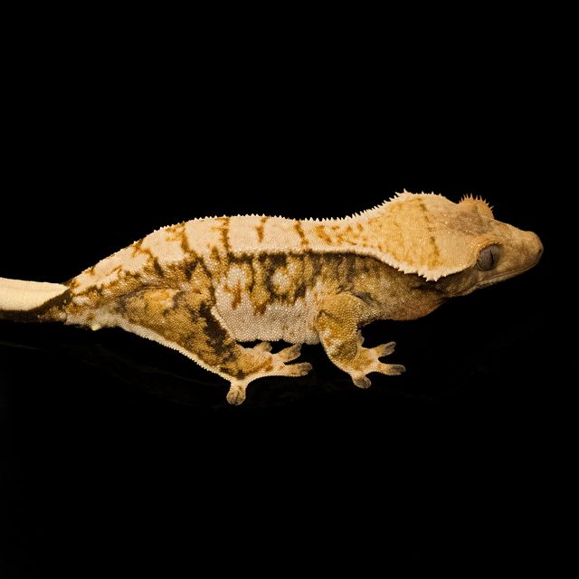 트라이 익스트림할리퀸