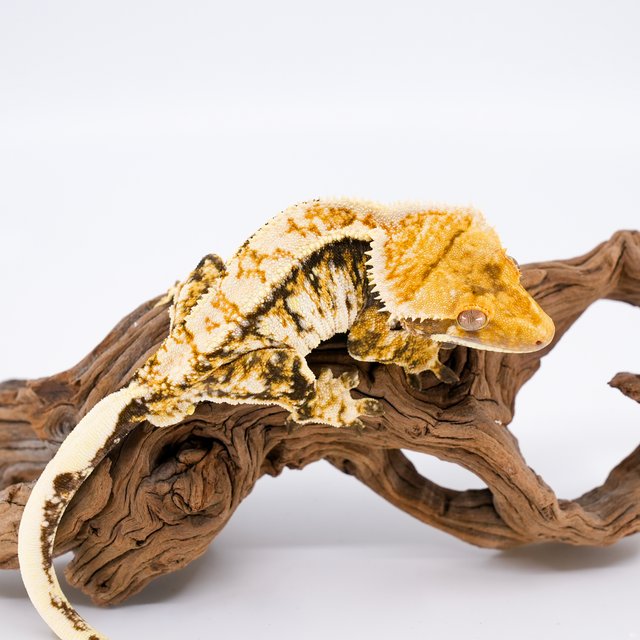 트라이 익스트림할리퀸 바브