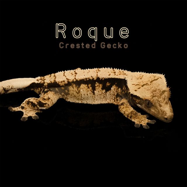 트라이 익스트림할리퀸