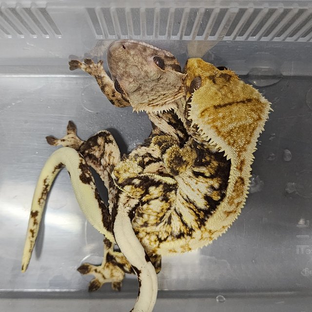 트라이 익스트림할리퀸 바브