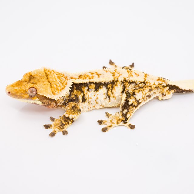 트라이 익스트림할리퀸 바브