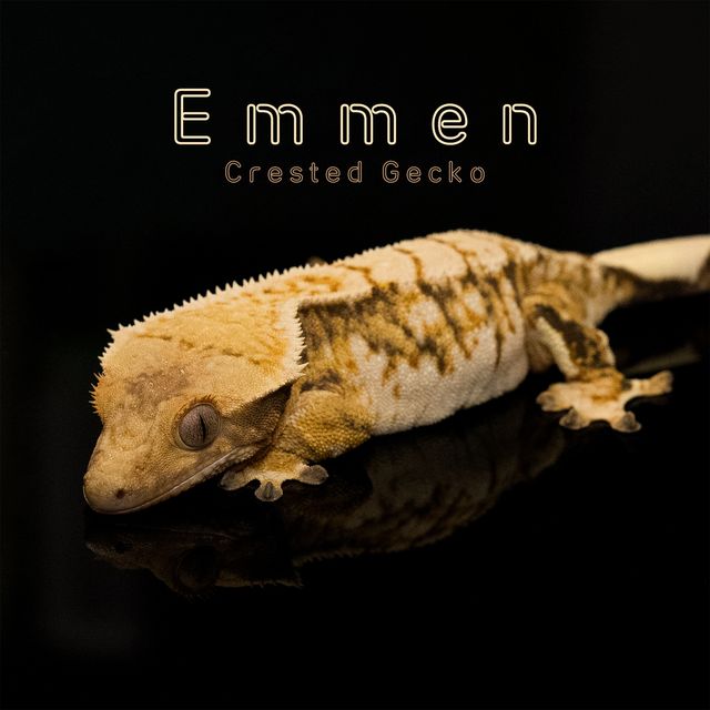 트라이 익스트림할리퀸